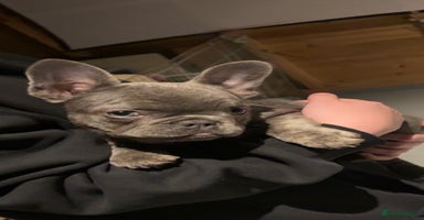 French Bulldog dogs - Advert 9