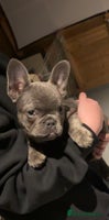 French Bulldog dogs - Advert 9