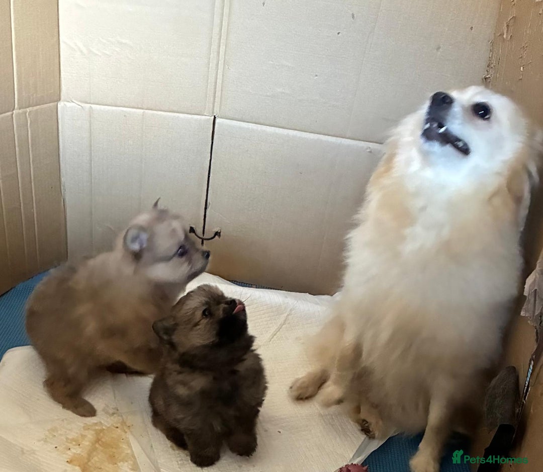 Pomeranian dogs for sale: Stunning Pomeranian Pups - Image 9