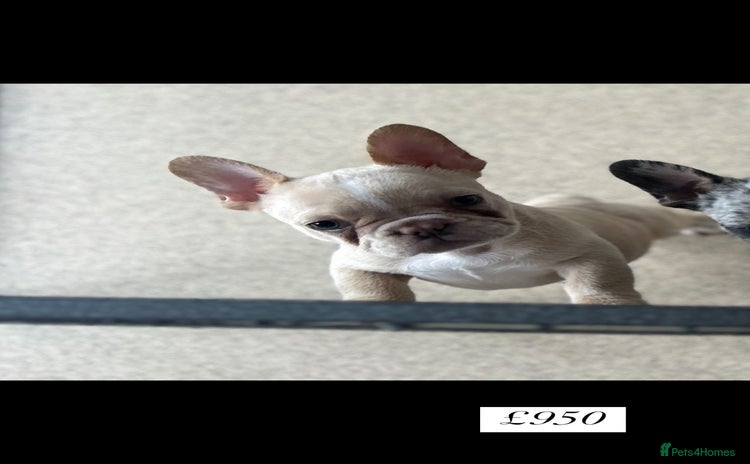 French Bulldog dogs - Advert 5