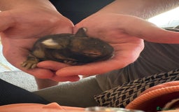 Mixed Breed rabbits for sale: Dwarf lion head/mini lop babies  - Advert 10