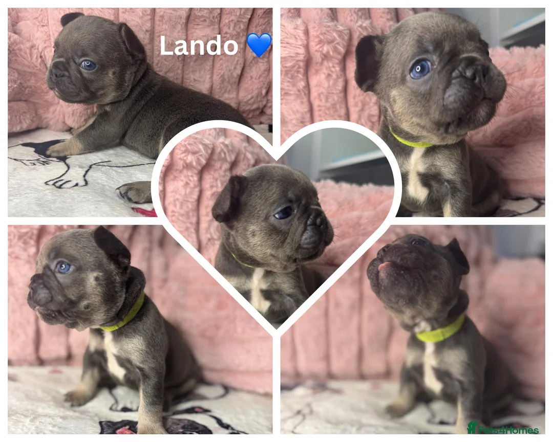 French Bulldog dogs for sale: 5 Beautiful Fluffy Carrier French Bulldog Puppies  - Advert 2