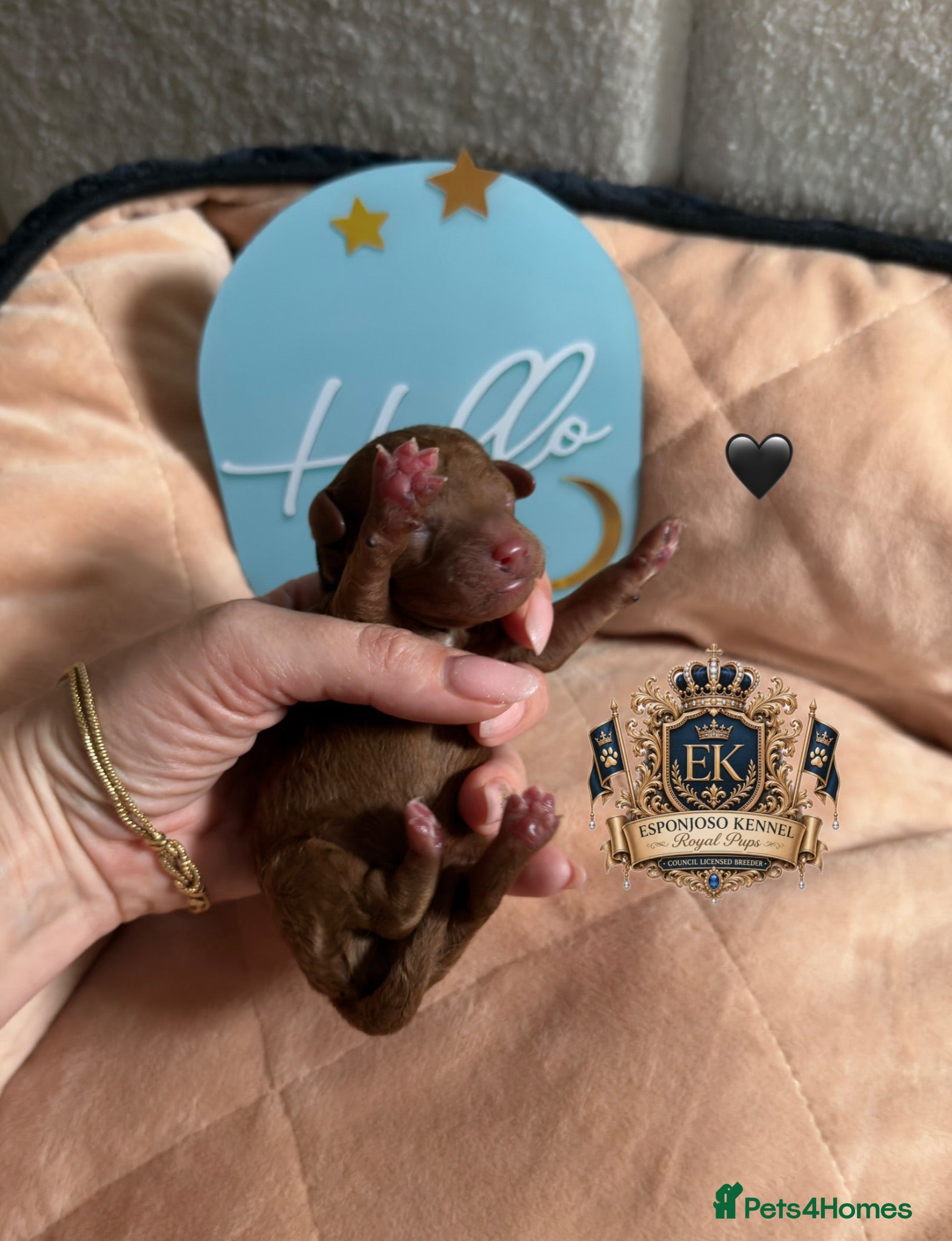 Toy Poodle dogs 🤎👑 ESPONJOSO Royal Half Asian Toy Poodles 👑🤎 - Advert 6
