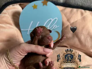 Toy Poodle dogs 🤎👑 ESPONJOSO Royal Half Asian Toy Poodles 👑🤎 - Advert 6