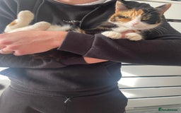 Domestic Shorthair cats for sale: Are you Bambis forever home? - Image 10