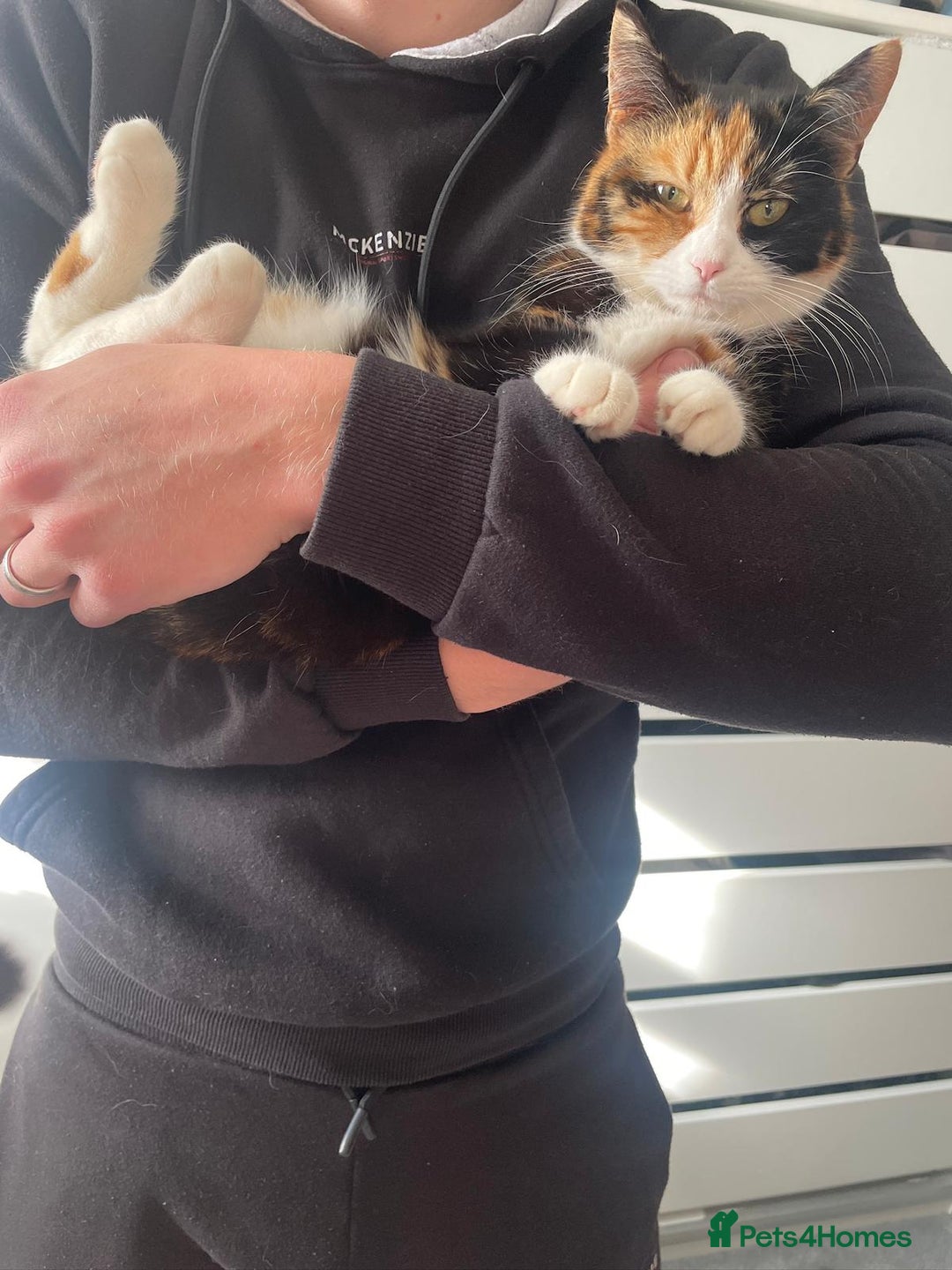 Domestic Shorthair cats for sale: Are you Bambis forever home? - Image 10