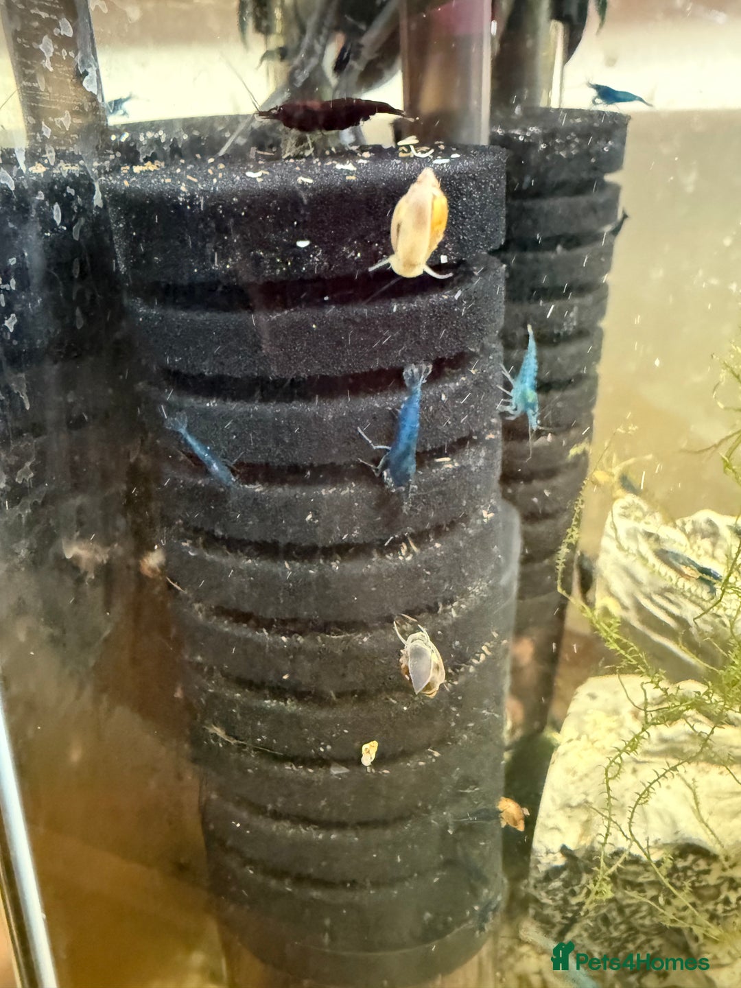 Shrimps fish for sale: Red and Blue Shrimp  - Image 5