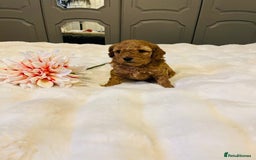 Cavapoo dogs for sale: ✨ Dark Red Cavapoo Puppies ✨** - Image 15