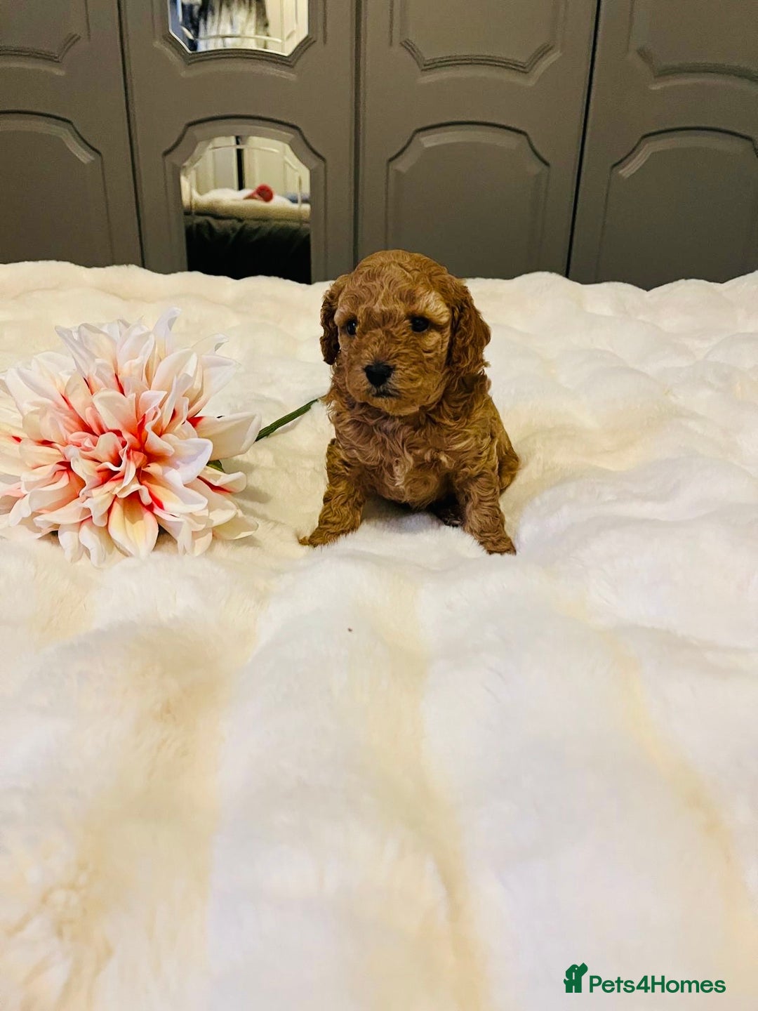 Cavapoo dogs for sale: ✨ Dark Red Cavapoo Puppies ✨** - Image 15
