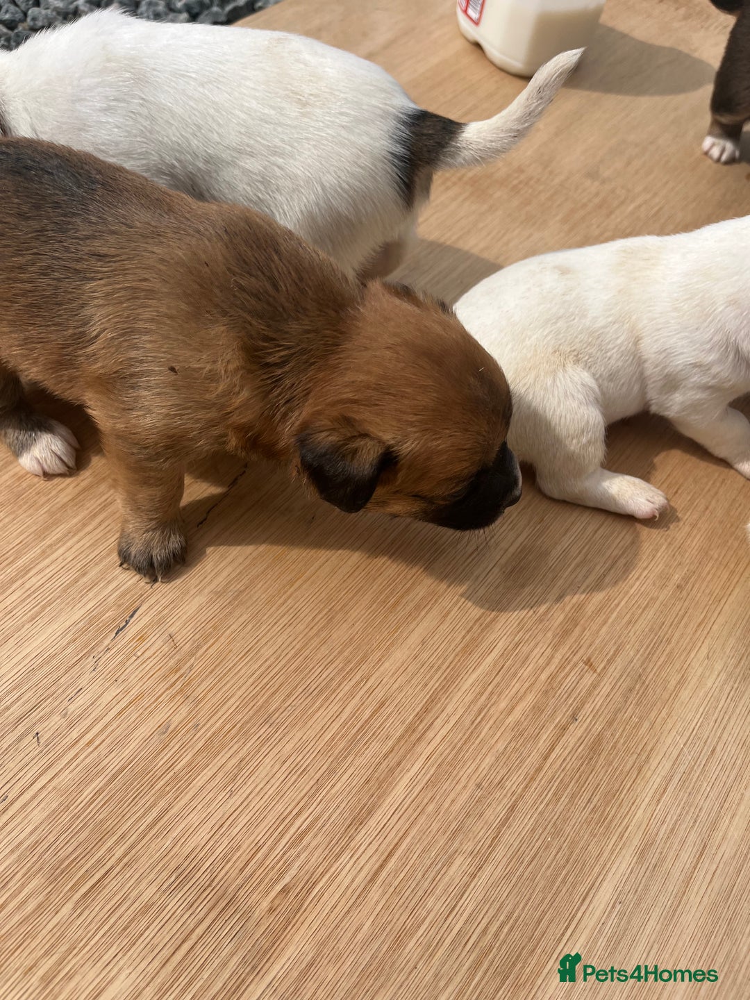 Mixed Breed dogs for sale: Chihuahua and Jack Russell mix puppies - Image 11