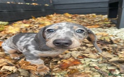 Miniature Dachshund dogs for sale: Beautiful 10 week old dapple pups available  - Image 6