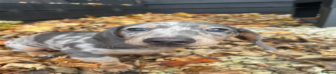 Miniature Dachshund Puppy 1