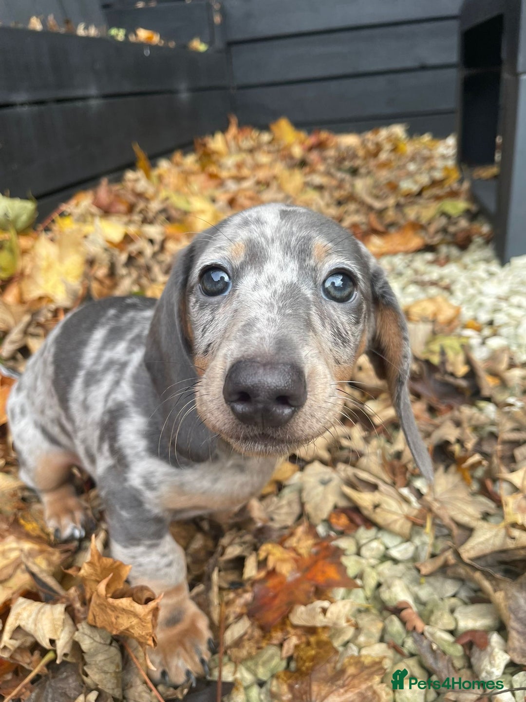 Miniature Dachshund dogs for sale: Beautiful 10 week old dapple pups available  - Image 6