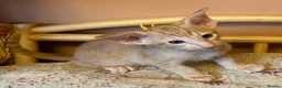 Oriental cats for sale: GCCF Reg Rare Oriental RED & APRICOT FEMALES - Advert 4