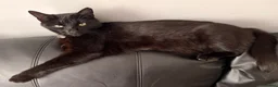 Mixed Breed cats for sale: Beautiful female family cat  in Cradley Heath - Advert 5