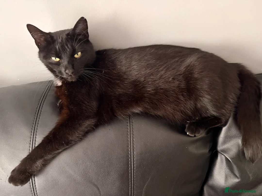 Mixed Breed cats for sale: Beautiful female family cat  in Cradley Heath - Advert 5