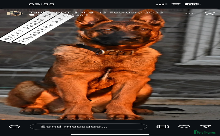 Belgian Shepherd Dog dogs - Advert 12