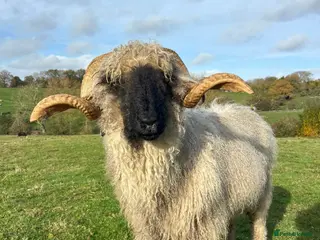 Sheep livestock Pedigree valais tup - Advert 9