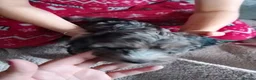Cockapoo dogs for sale: Amazing cockapoos  - Advert 18