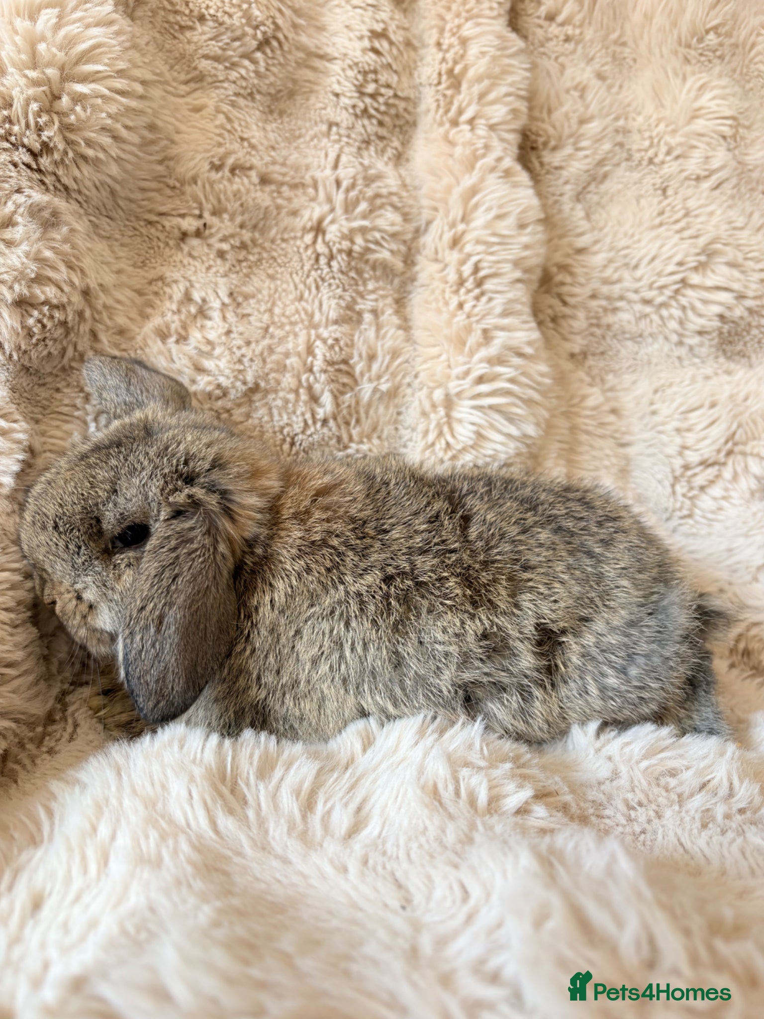 Mini Lop rabbits Mini lop baby rabbits  - Advert 2