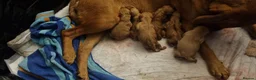 Labrador Retriever dogs for sale: Fox Red puppies kc reg working parents in Barnsley - Advert 3