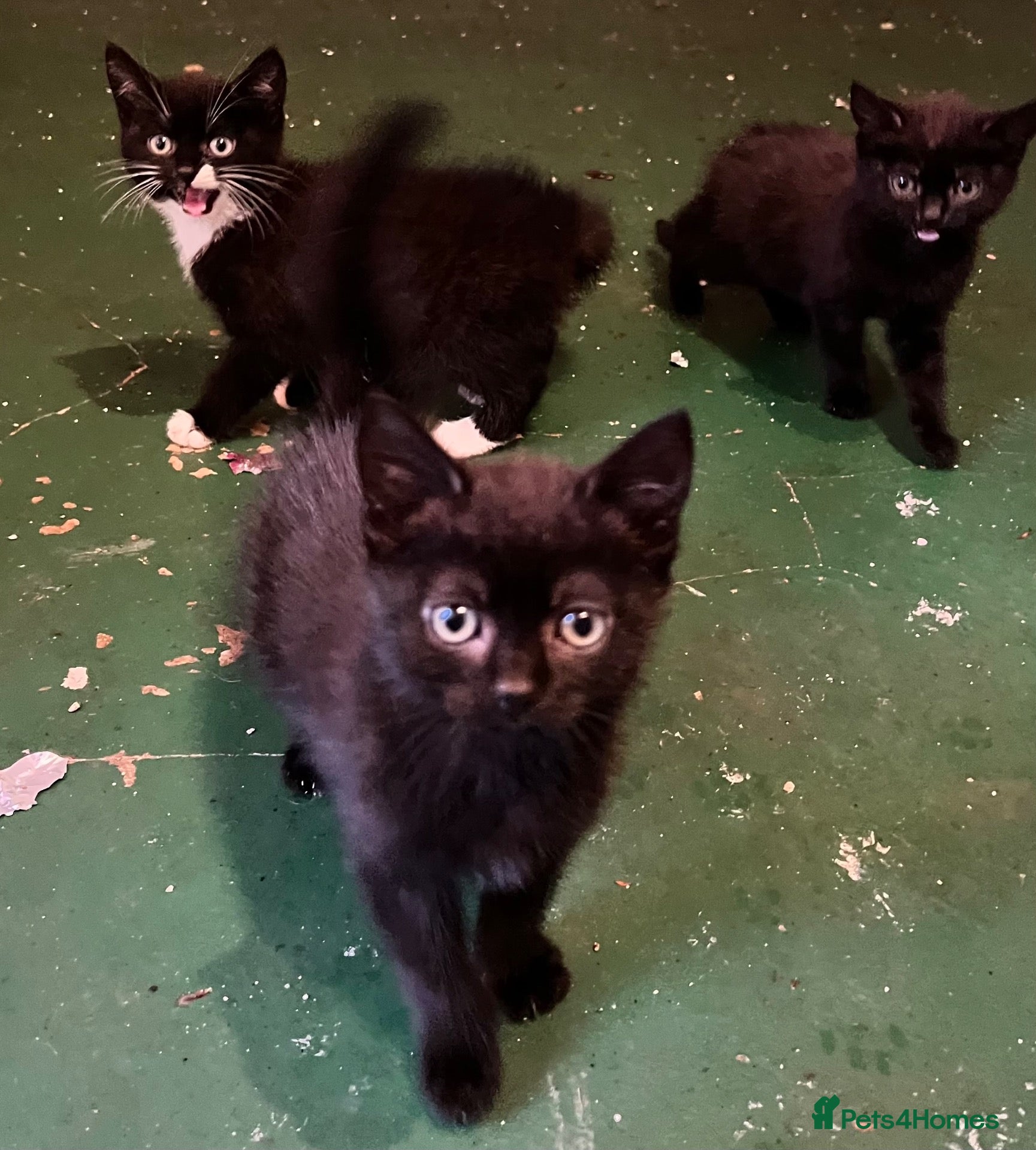 Mixed Breed cats for sale: 😍 3 Adorable Black & Tuxedo Kittens 🐈‍⬛💕 - Advert 7