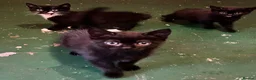 Mixed Breed cats for sale: 😍 3 Adorable Black & Tuxedo Kittens 🐈‍⬛💕 - Advert 1