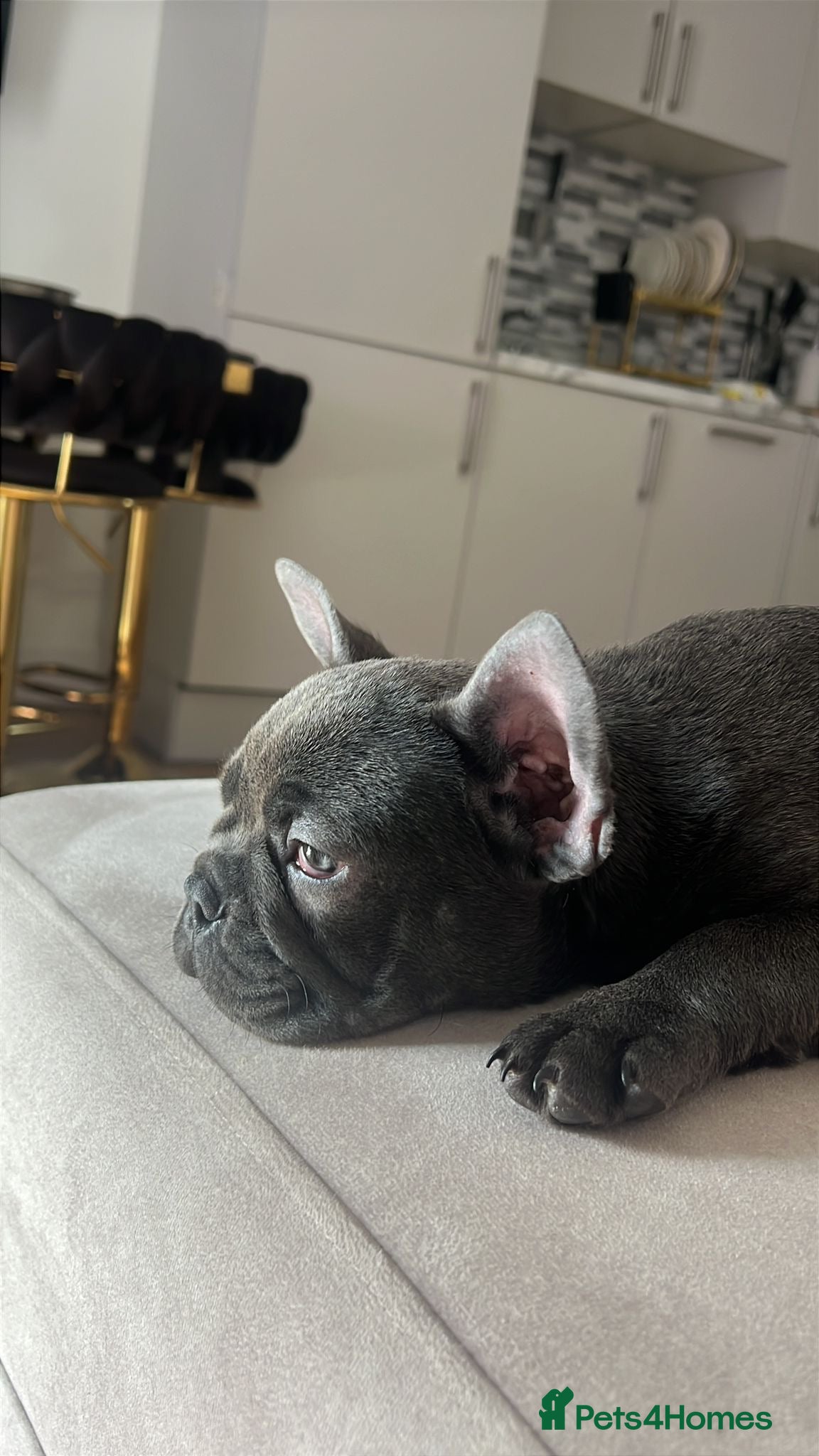 French Bulldog dogs French bulldog  - Advert 1