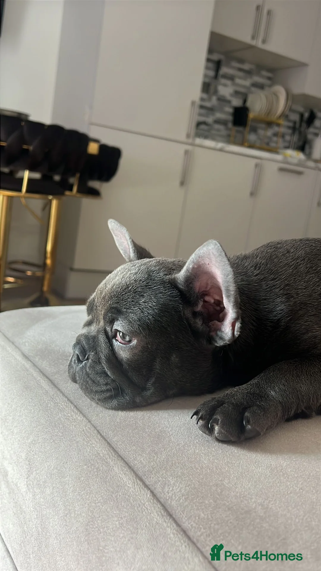 French Bulldog dogs for sale: French bulldog  in Dagenham - Advert 1