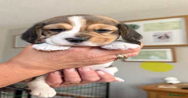Beagle dogs - Advert 6