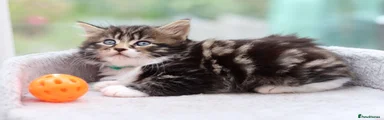 Mixed Breed 1
