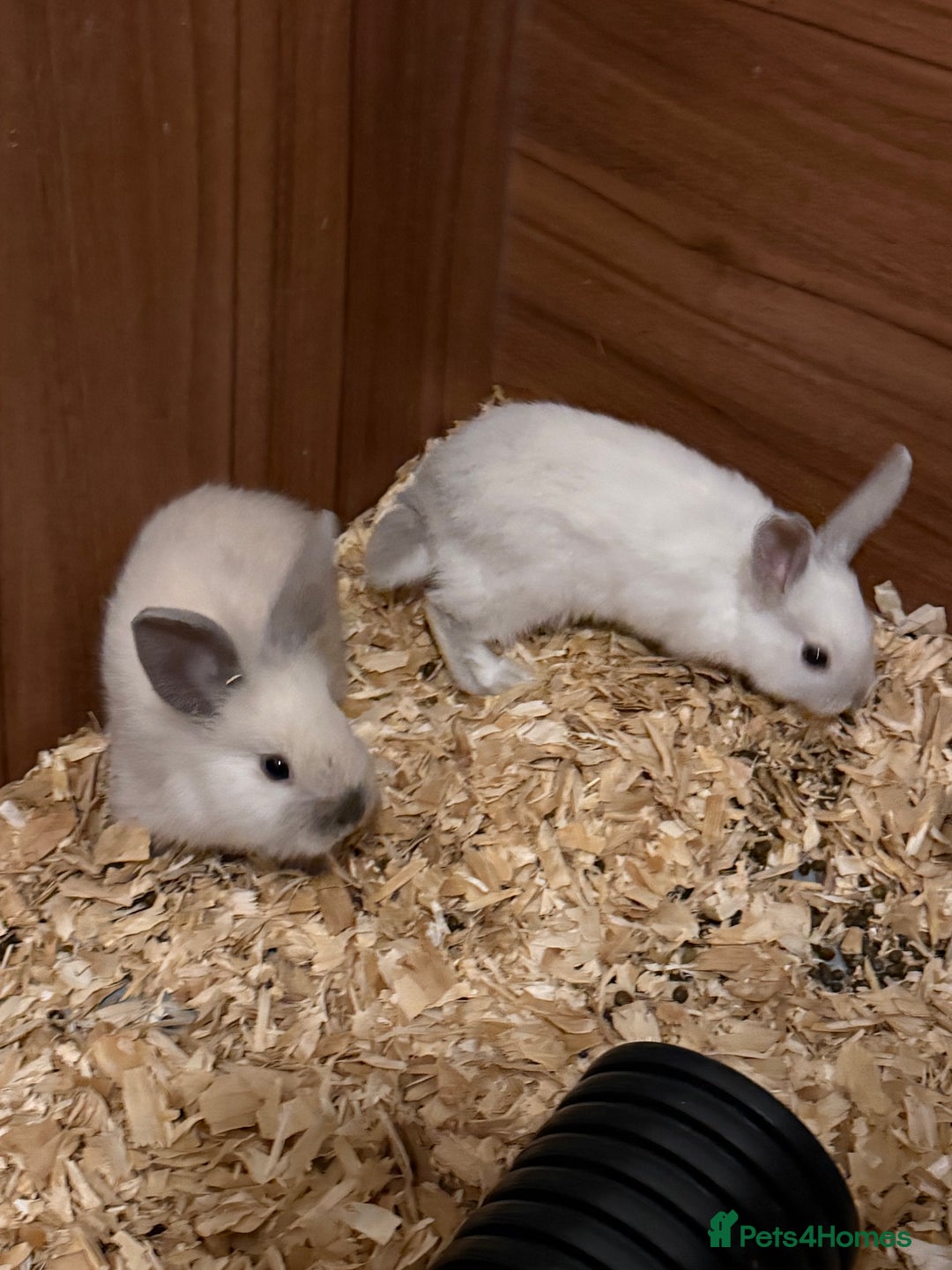 Lionhead rabbits for sale: Pure bred Lion heads available now - Advert 3