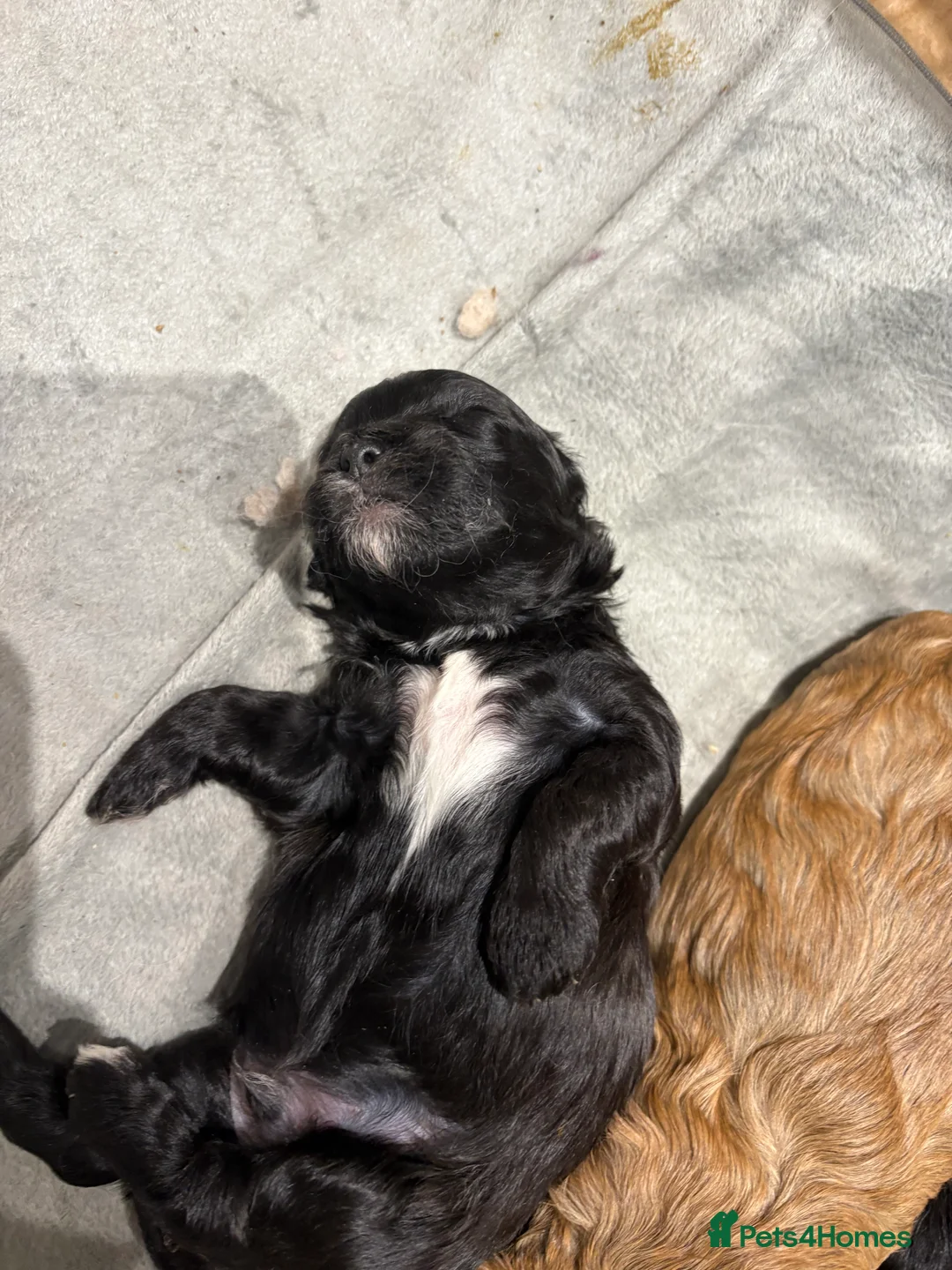Shihpoo dogs for sale: Shihpoo f1 puppies  🩷🩷 - Advert 17