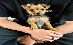 Mixed Breed dogs for sale: Healthy happy puppies Pomeranian Yorkshire Terrier - Image 3