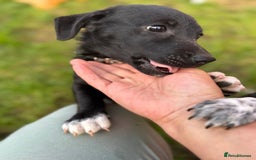 Mixed Breed dogs for adoption: FINN - a Lovely little puppy boy for a Loving Home - Image 9