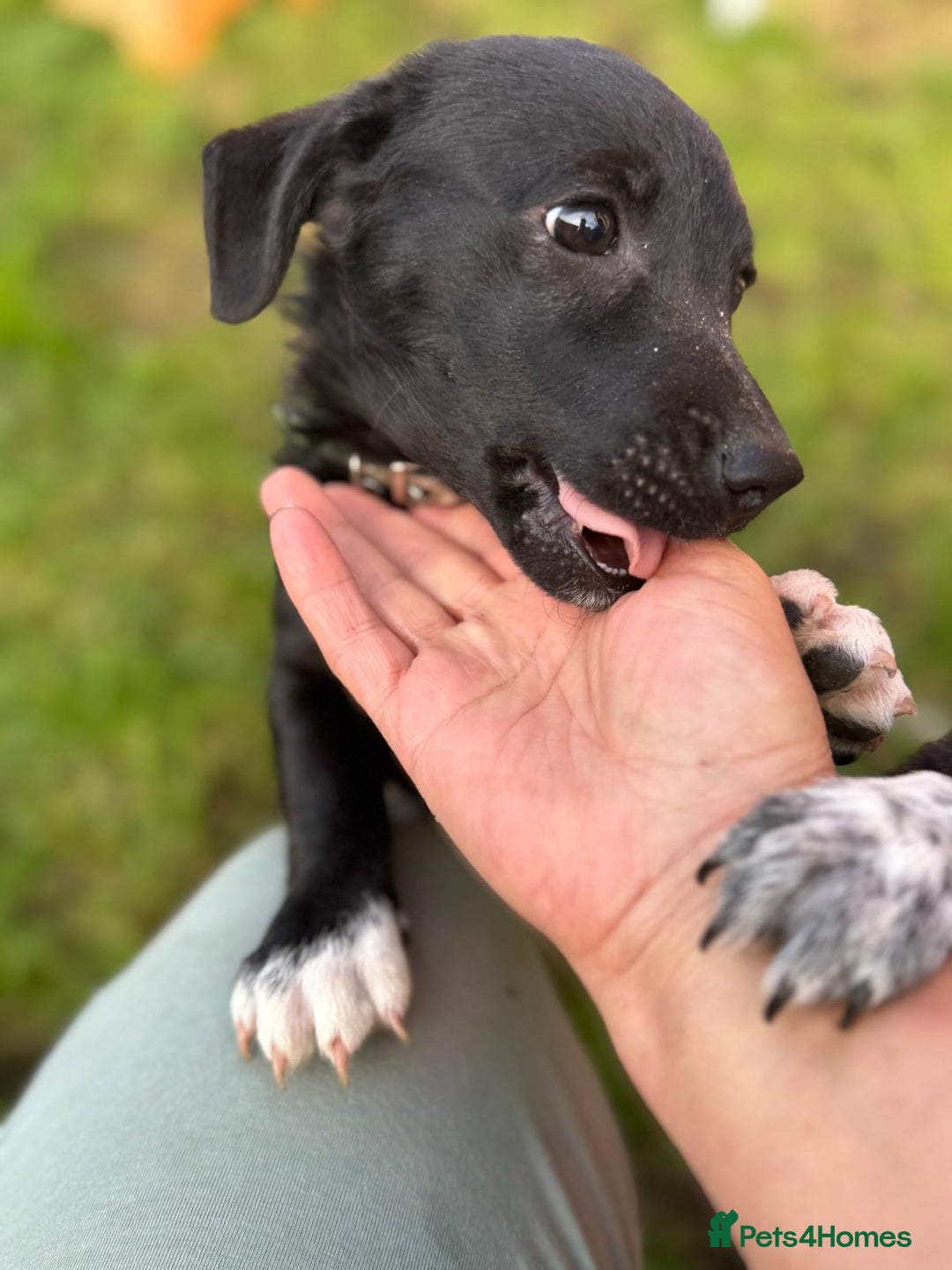 Mixed Breed dogs for adoption: FINN - a Lovely little puppy boy for a Loving Home - Image 9