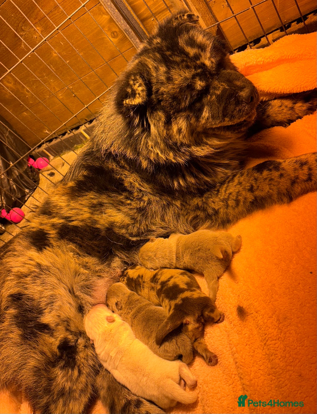 Chow Chow dogs for sale: Merle Full Pedigree Chow Chow Puppies  - Advert 12