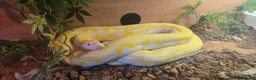 Python Snake reptiles for sale: Reggie the retic python  - Advert 3