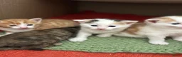 Mixed Breed cats for sale: Kittens - Advert 7