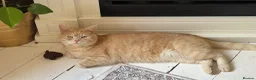 Brazilian Shorthair cats for sale: Golden BSH male  - Advert 3