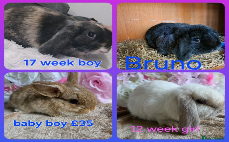 Mini Lop rabbits - Advert 4