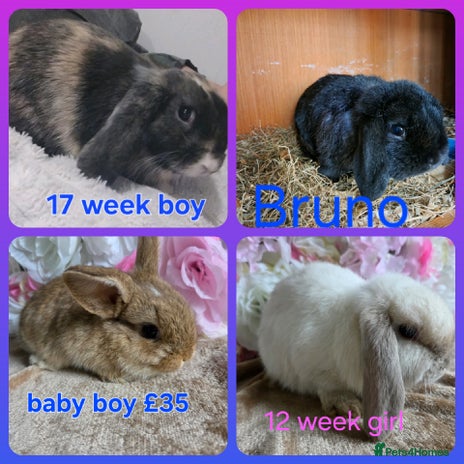 Mini Lop rabbits - Advert 10