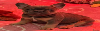 French Bulldog Puppy 4