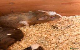 Guinea Pig rodents for sale: Trio Male Guineapigs- Brothers  - Image 5