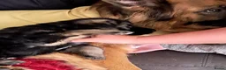German Shepherd dogs for sale: German shepherd pup in Ayr - Advert 3