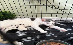Domestic Shorthair cats for sale: Domestic Shorthair Kittens  - Image 2