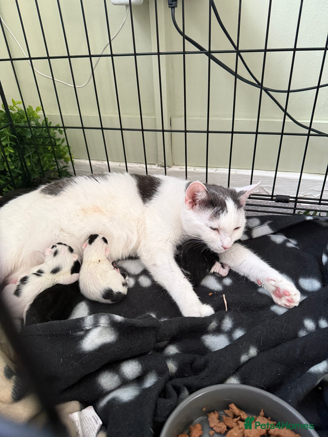 Domestic Shorthair cats for sale: Domestic Shorthair Kittens  - Image 2