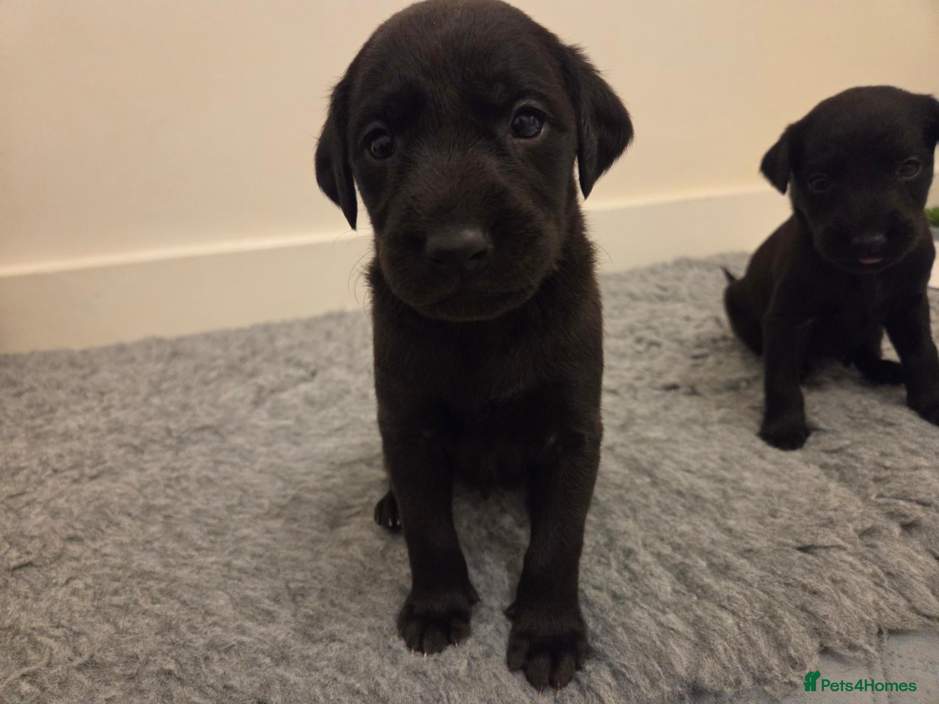 Mixed Breed dogs 🐾 Beautiful Labrador × Whippet Puppies! 🐾 - Advert 2