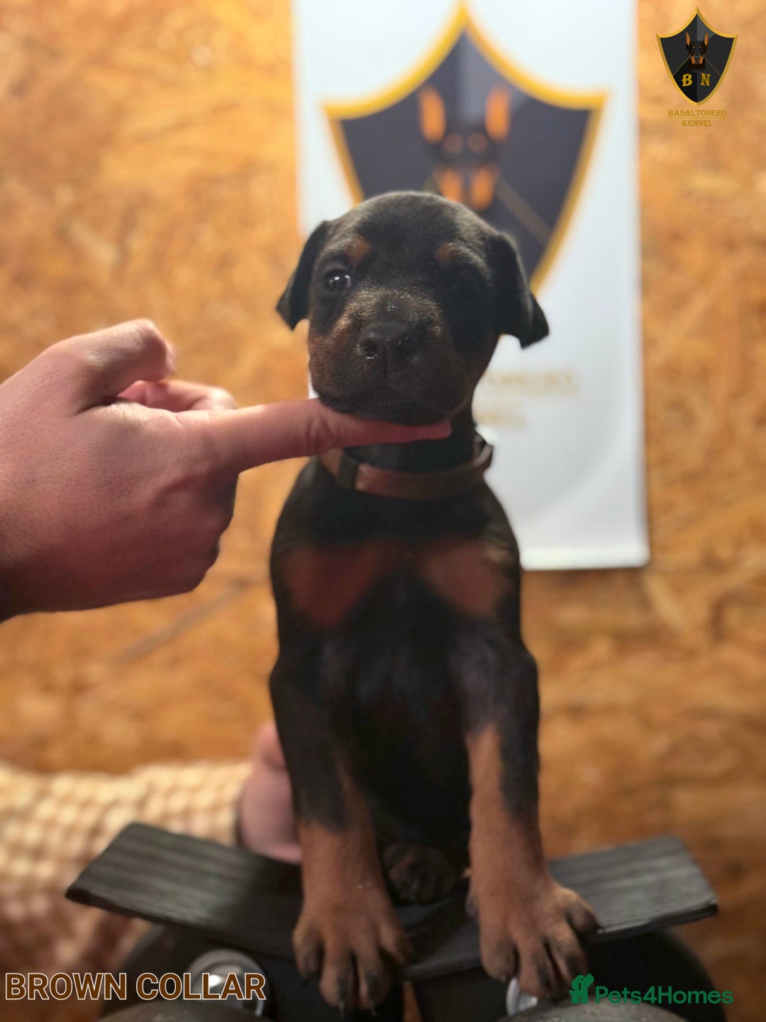 Dobermann dogs for sale: 🐾 Dobermann puppies/KC reg🐾 Top Pedigree - Advert 35