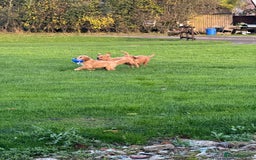 Golden Retriever dogs for sale: KC Registered Golden Retriever Puppies - Image 25